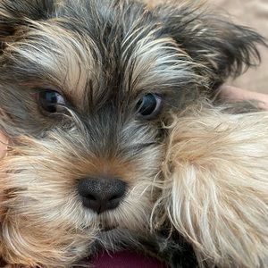 Meet your Posher, Angeles